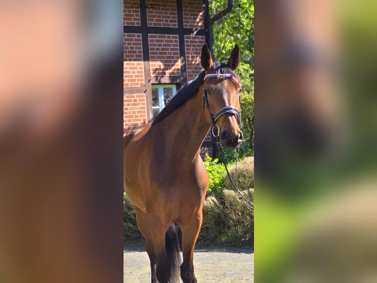 Koń oldenburski Klacz 4 lat 172 cm Gniada in Warendorf