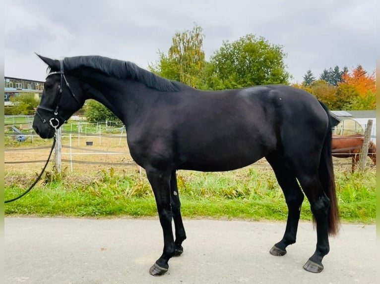 Koń oldenburski Klacz 4 lat 172 cm Kara in Holdorf