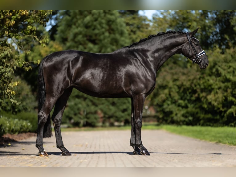 Koń oldenburski Klacz 4 lat 172 cm Kara in Lippetal