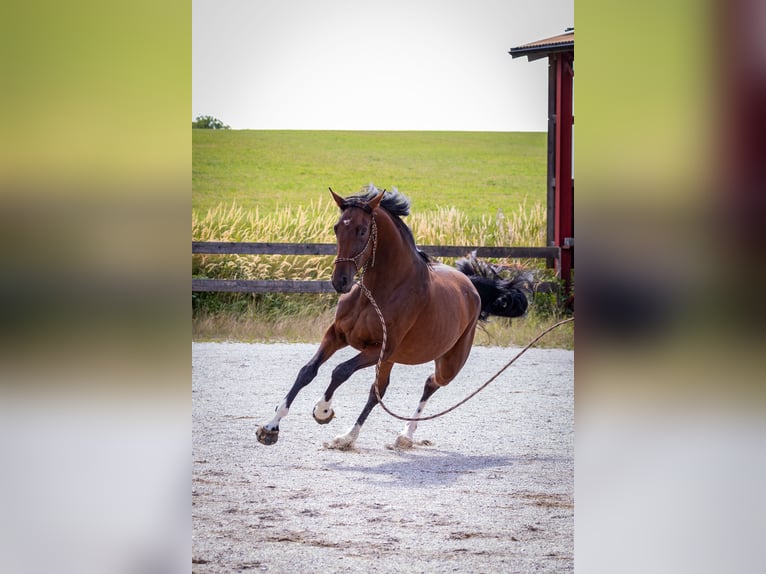 Koń oldenburski Klacz 4 lat 173 cm Gniada in Mühldorf am Inn