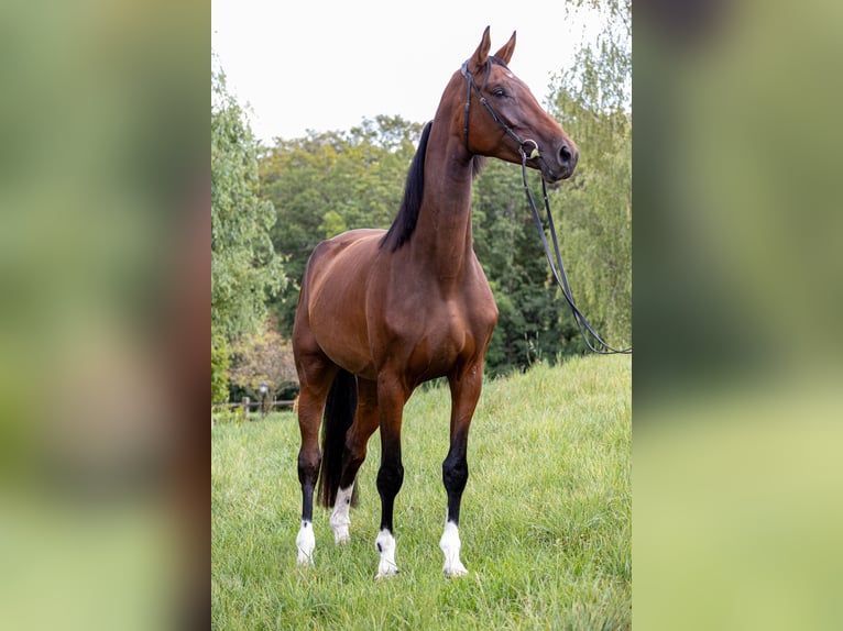 Koń oldenburski Klacz 4 lat 173 cm Gniada in Mühldorf am Inn
