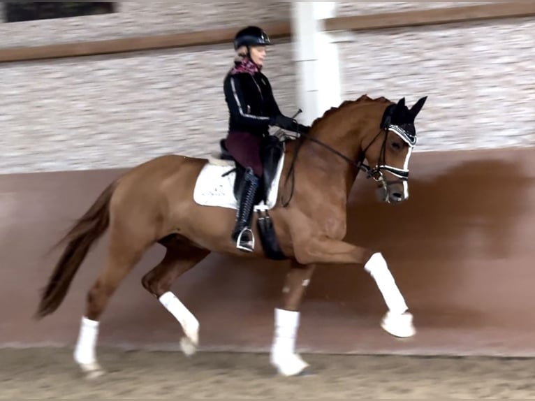 Koń oldenburski Klacz 4 lat 173 cm Kasztanowata in Wehringen