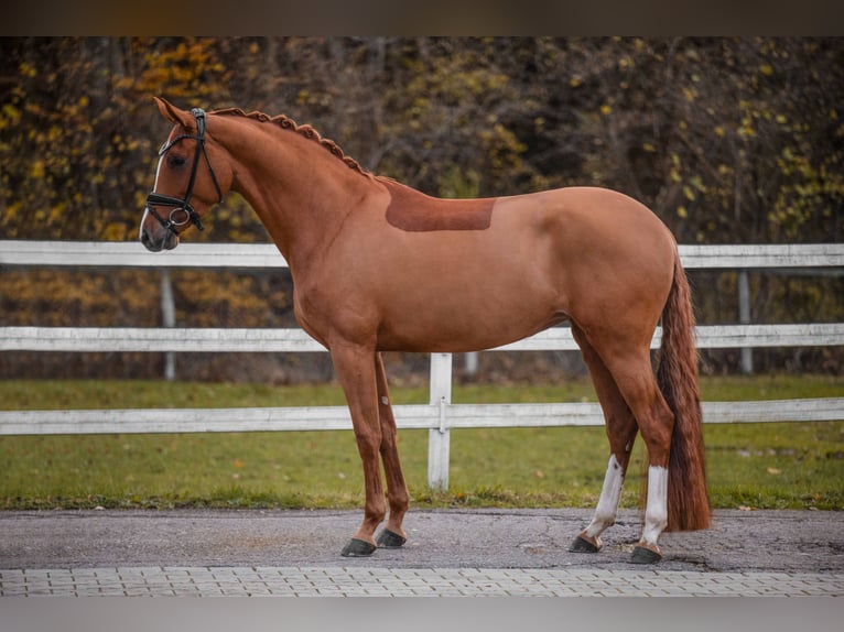 Koń oldenburski Klacz 4 lat 173 cm Kasztanowata in Wehringen