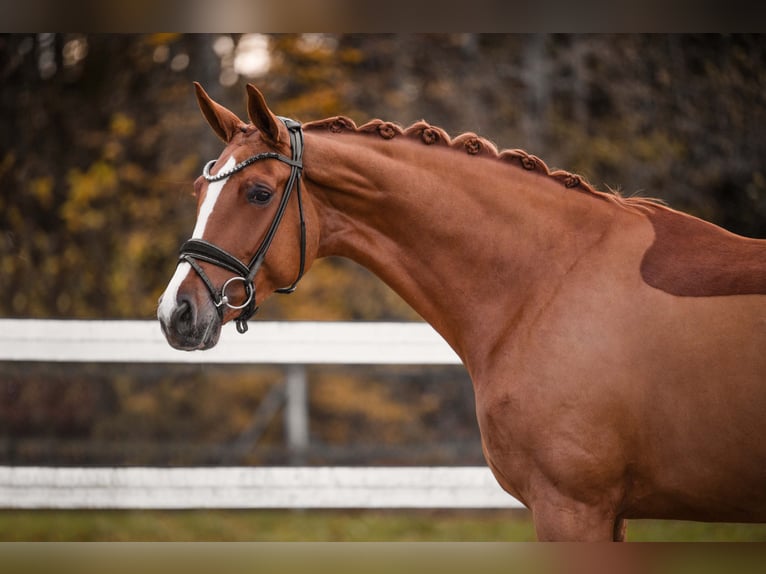 Koń oldenburski Klacz 4 lat 173 cm Kasztanowata in Wehringen