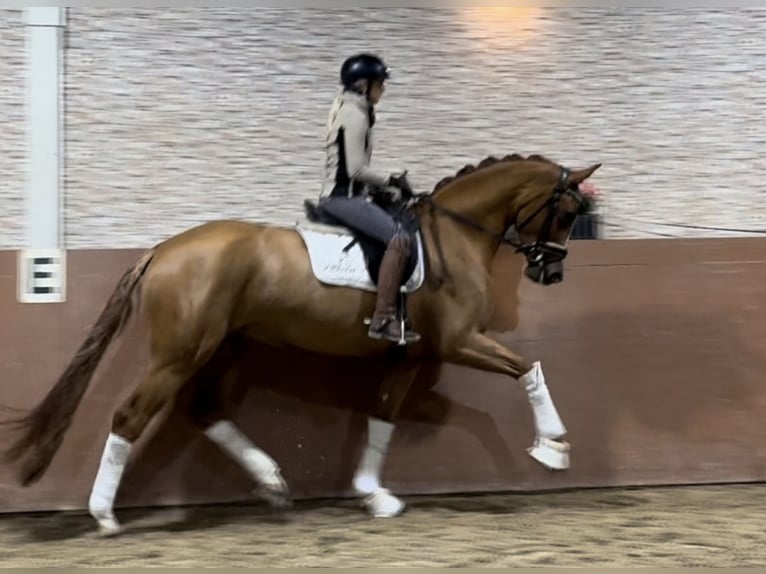 Koń oldenburski Klacz 4 lat 173 cm Kasztanowata in Wehringen