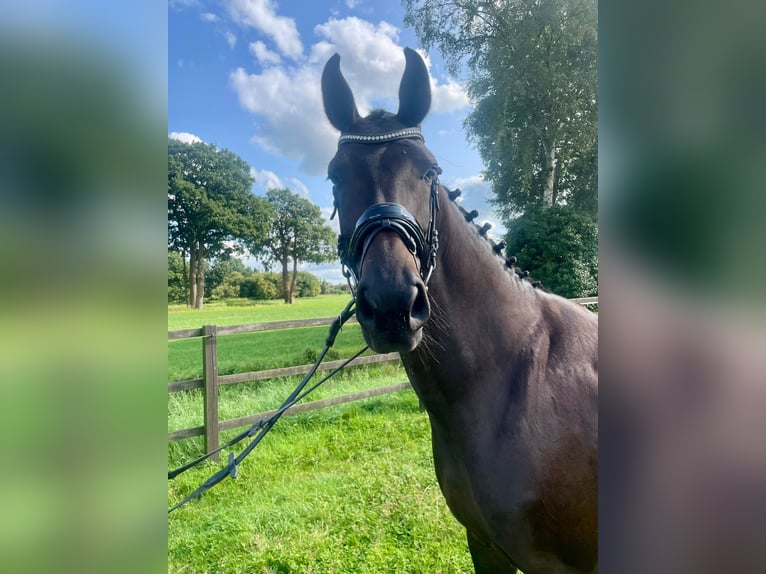 Koń oldenburski Klacz 4 lat 176 cm Ciemnogniada in Bad Zwischenahn