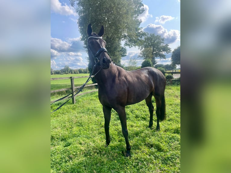 Koń oldenburski Klacz 4 lat 176 cm Ciemnogniada in Bad Zwischenahn