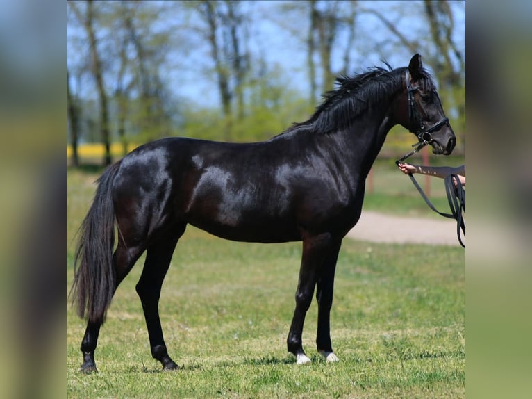 Koń oldenburski Klacz 4 lat in Stud