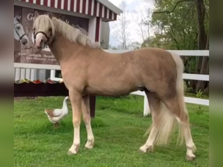 Koń oldenburski Klacz 5 lat 153 cm Siwa in Wolfsbach