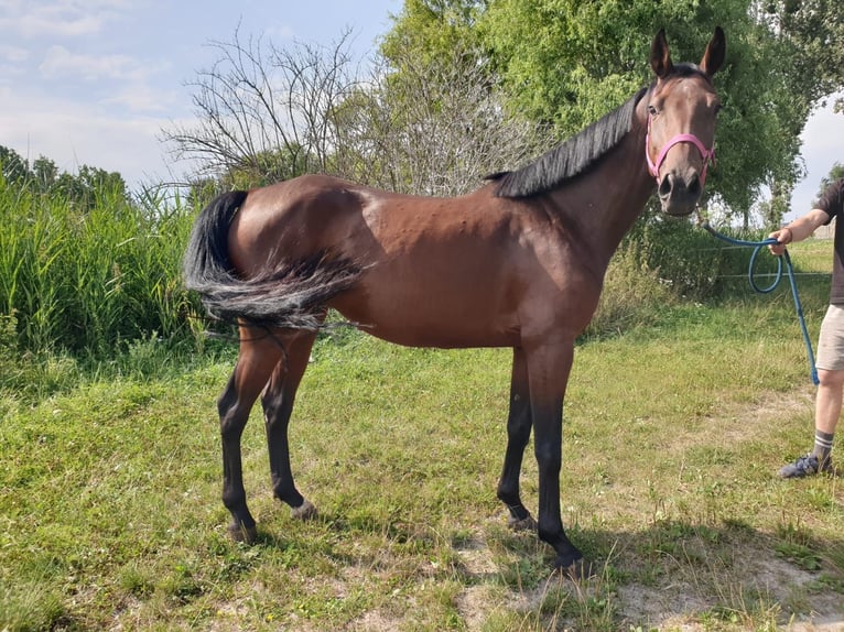 Koń oldenburski Klacz 5 lat 158 cm Gniada in Stary Gołębin