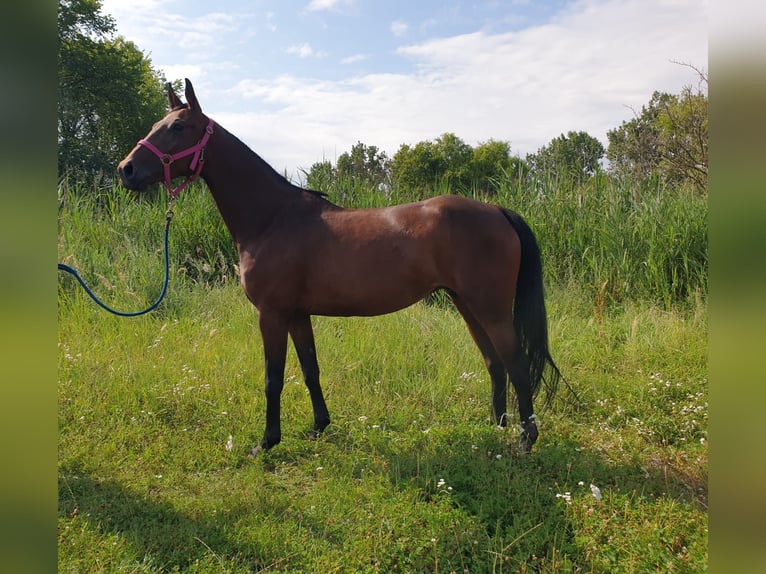 Koń oldenburski Klacz 5 lat 158 cm Gniada in Stary Gołębin