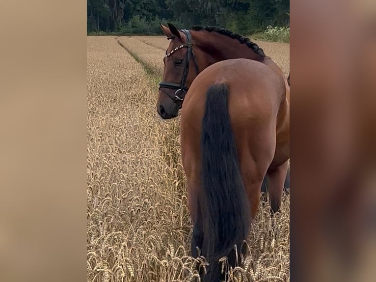 Koń oldenburski Klacz 5 lat 160 cm Gniada in Syke