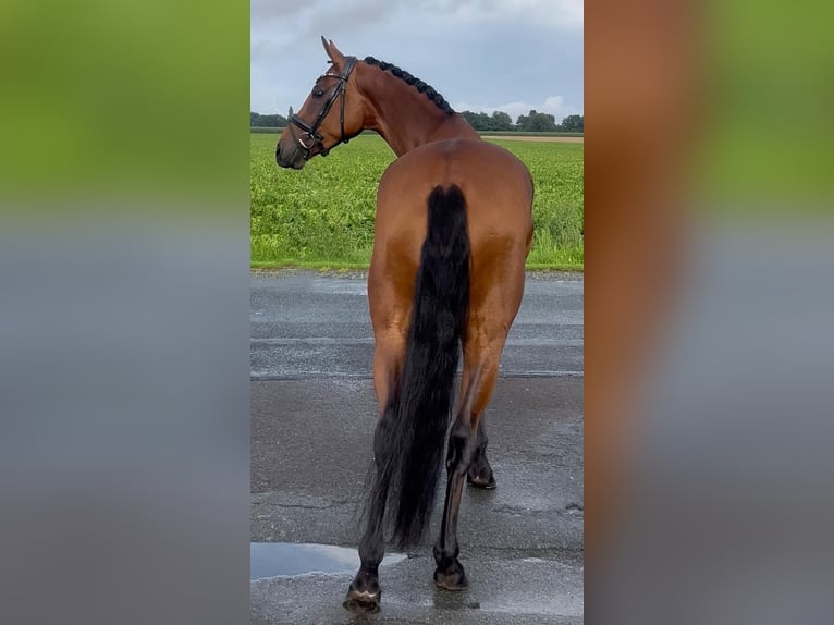 Koń oldenburski Klacz 5 lat 160 cm Gniada in Syke