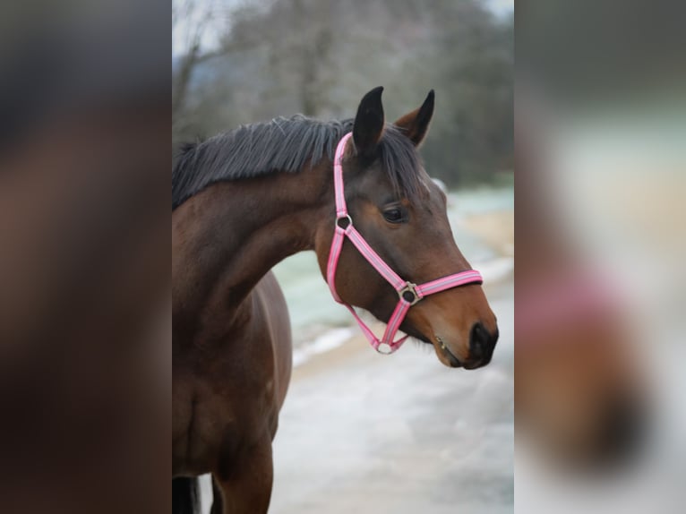 Koń oldenburski Klacz 5 lat 160 cm Gniada in Kümmersbruck