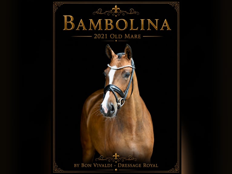 Koń oldenburski Klacz 5 lat 160 cm Gniada in Vechta