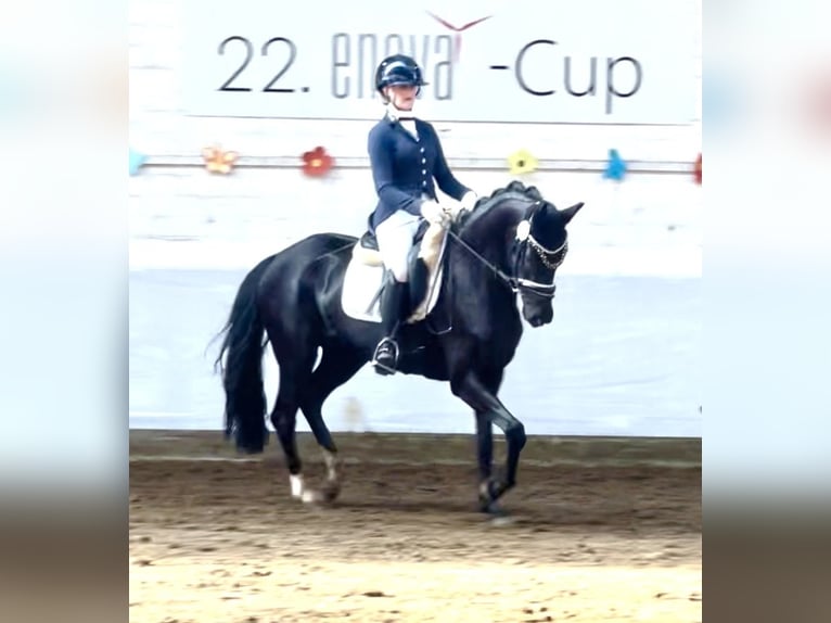 Koń oldenburski Klacz 5 lat 160 cm Kara in Berne