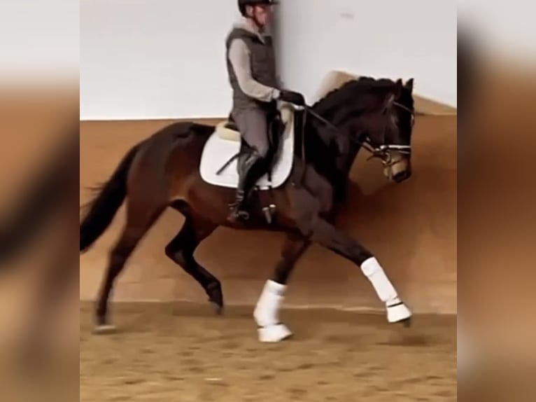 Koń oldenburski Klacz 5 lat 162 cm Ciemnogniada in Stadthagen