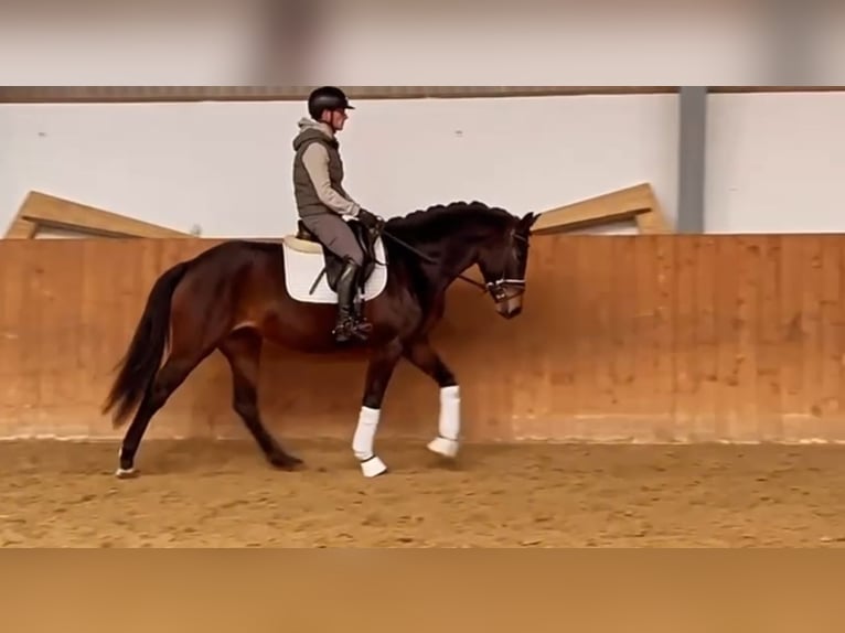 Koń oldenburski Klacz 5 lat 162 cm Ciemnogniada in Stadthagen