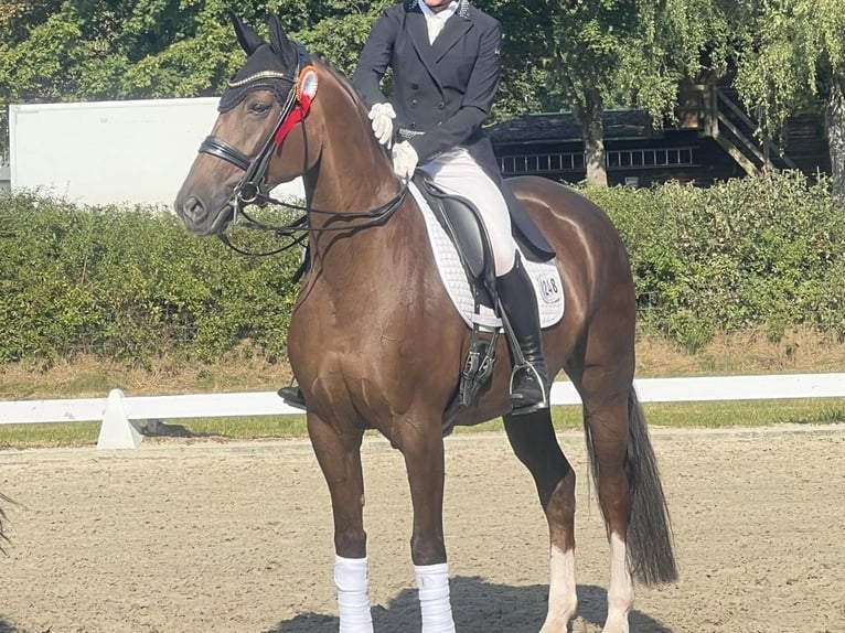 Koń oldenburski Klacz 5 lat 162 cm Ciemnogniada in Stadthagen