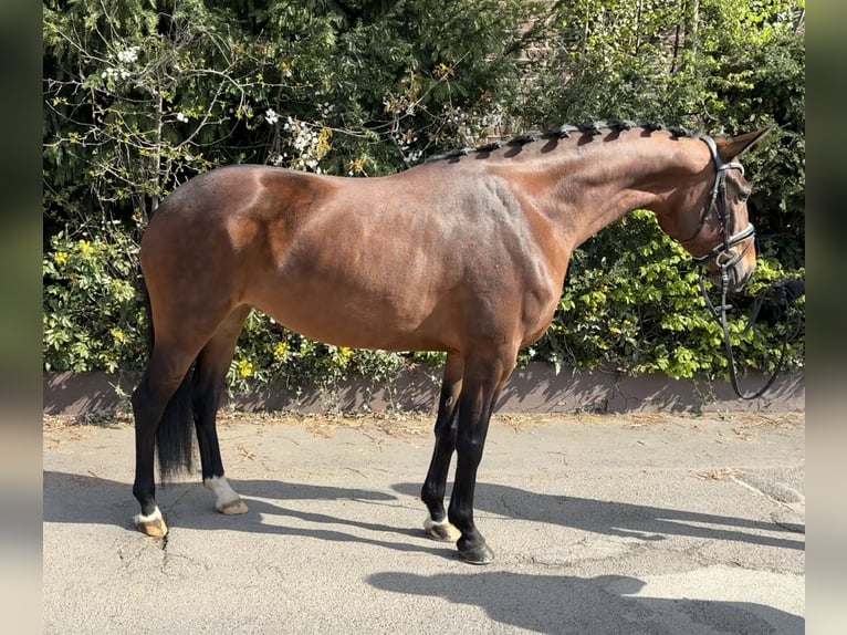Koń oldenburski Klacz 5 lat 162 cm Gniada in Niederkassel