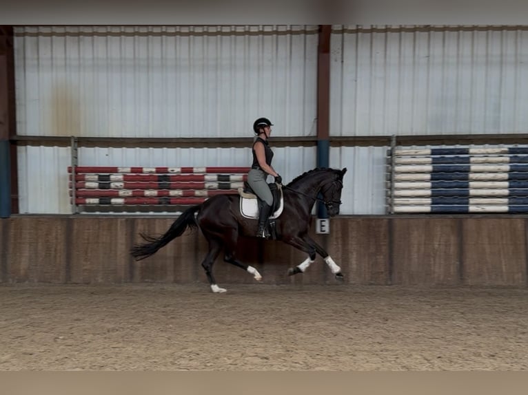 Koń oldenburski Klacz 5 lat 162 cm Kara in Oud Gastel