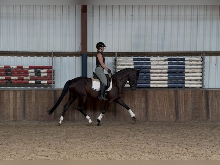 Koń oldenburski Klacz 5 lat 162 cm Kara in Oud Gastel