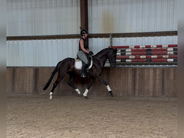 Koń oldenburski Klacz 5 lat 162 cm Kara in Oud Gastel