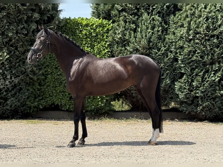 Koń oldenburski Klacz 5 lat 162 cm Kara in Oud Gastel