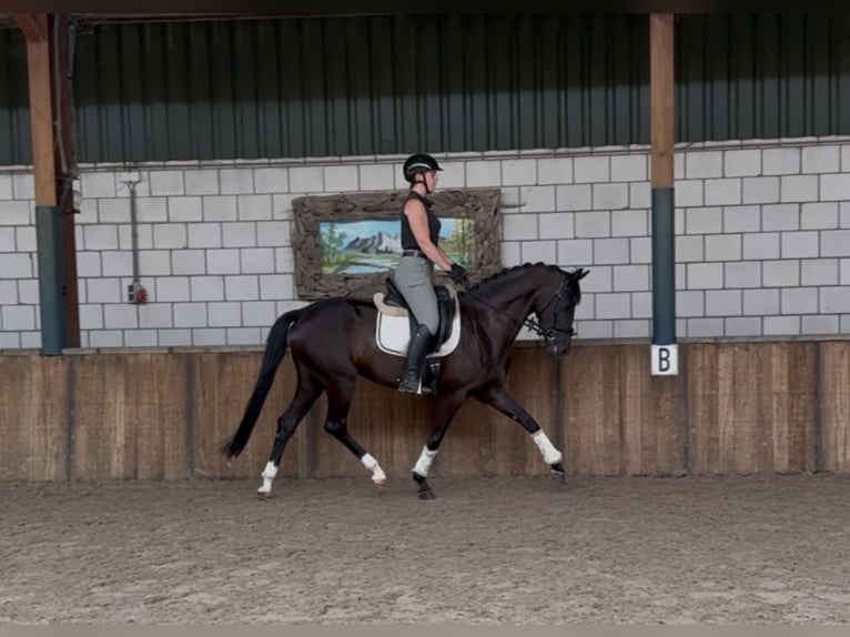 Koń oldenburski Klacz 5 lat 162 cm Kara in Oud Gastel