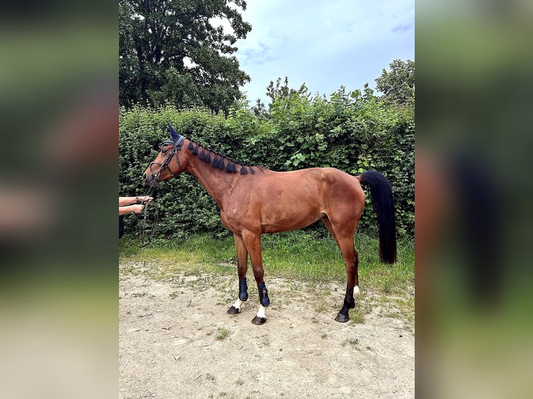 Koń oldenburski Klacz 5 lat 163 cm Gniada in Harsum