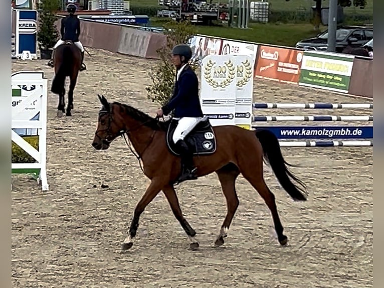 Koń oldenburski Klacz 5 lat 163 cm Gniada in Harsum