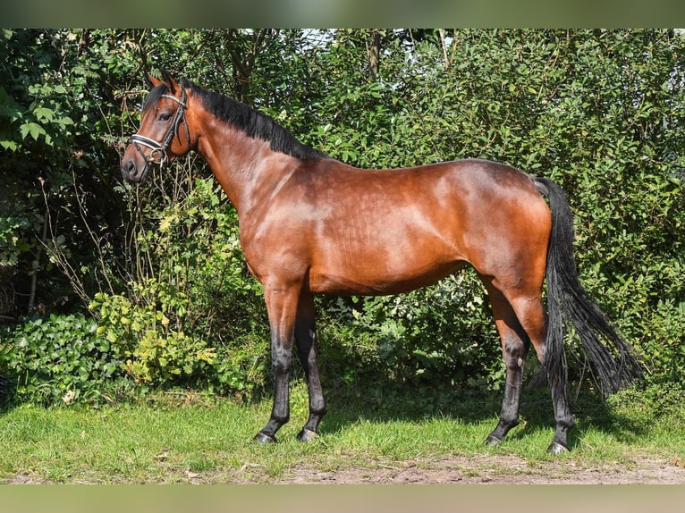 Koń oldenburski Klacz 5 lat 163 cm Gniada in Hepstedt