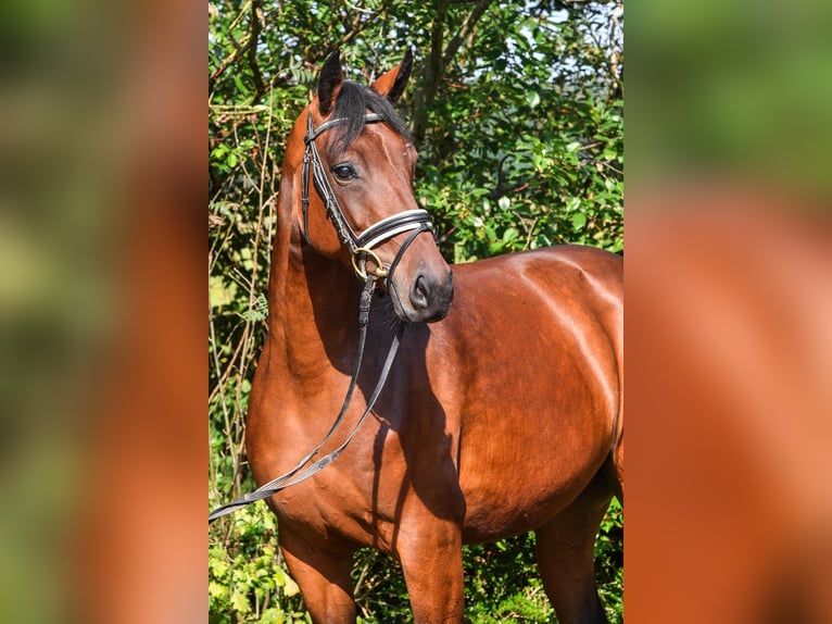 Koń oldenburski Klacz 5 lat 163 cm Gniada in Hepstedt