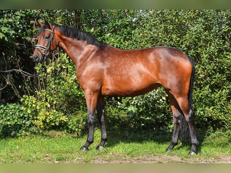 Koń oldenburski Klacz 5 lat 163 cm Gniada in Hepstedt