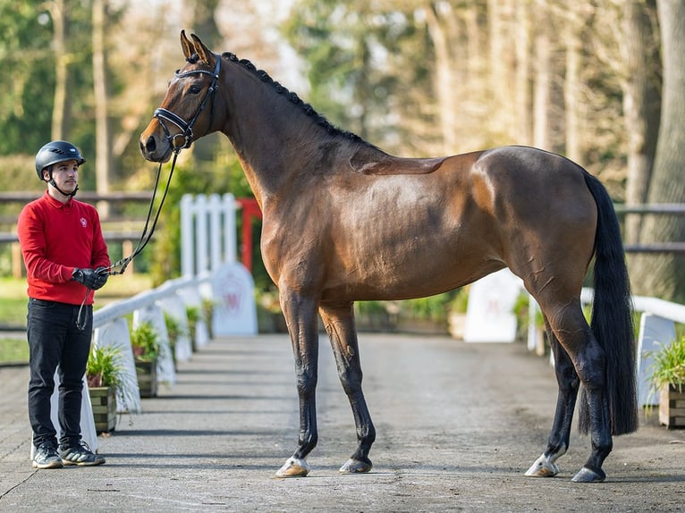 Koń oldenburski Klacz 5 lat 163 cm Gniada in Münster-Handorf