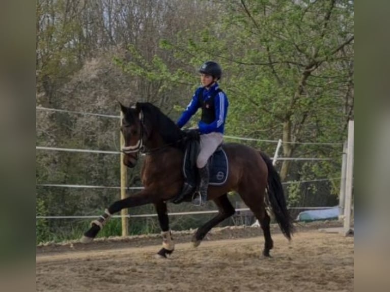 Koń oldenburski Klacz 5 lat 163 cm Gniada in Sankt Wolfgang