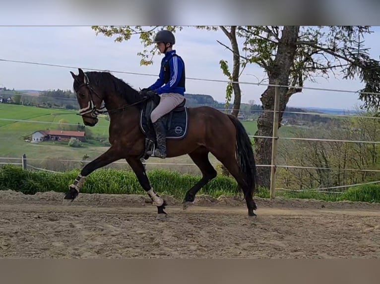 Koń oldenburski Klacz 5 lat 163 cm Gniada in Sankt Wolfgang