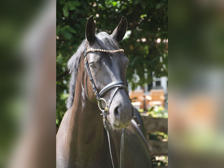 Koń oldenburski Klacz 5 lat 163 cm Kara in Heinersreuths