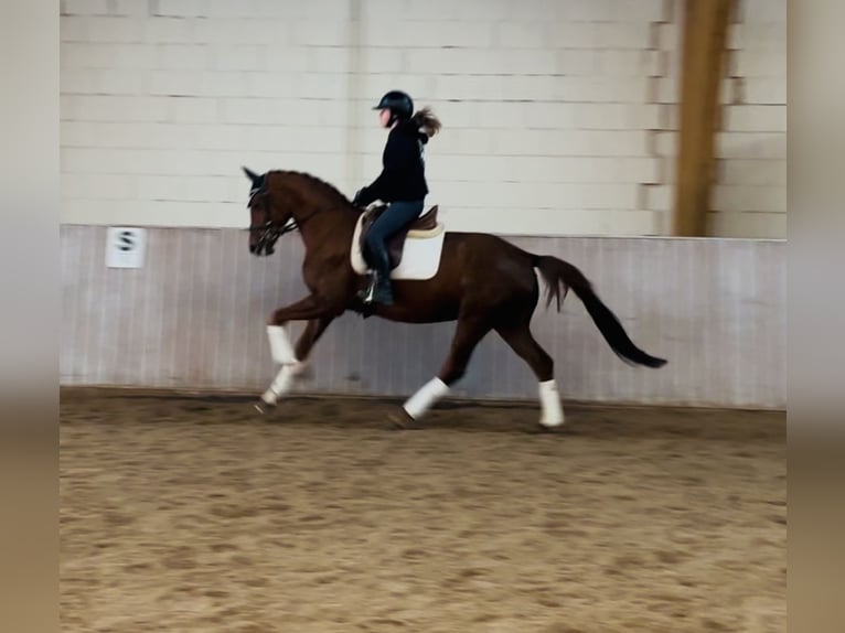 Koń oldenburski Klacz 5 lat 163 cm Kasztanowata in Schenklengsfeld