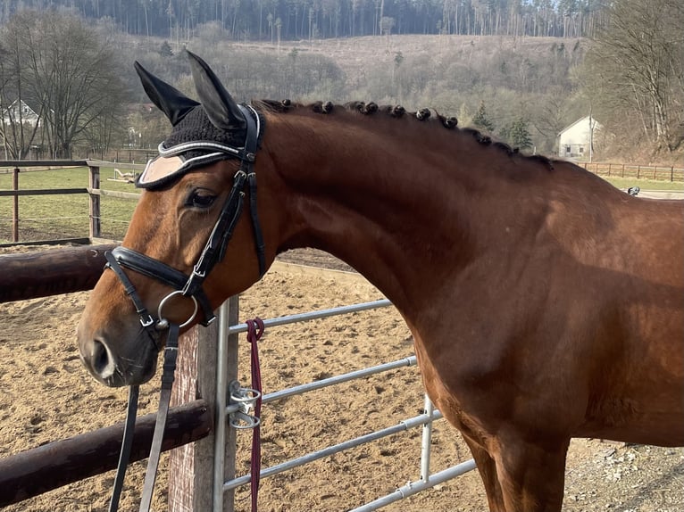 Koń oldenburski Klacz 5 lat 163 cm Kasztanowata in Schenklengsfeld