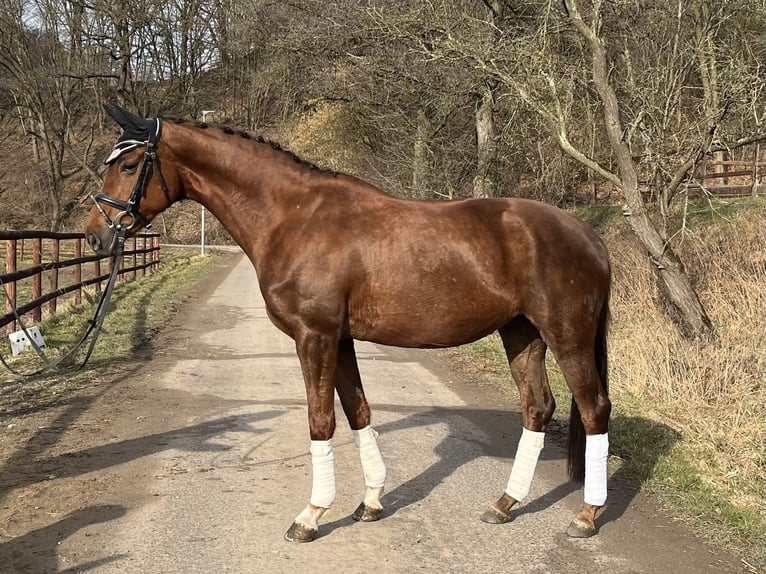 Koń oldenburski Klacz 5 lat 163 cm Kasztanowata in Schenklengsfeld