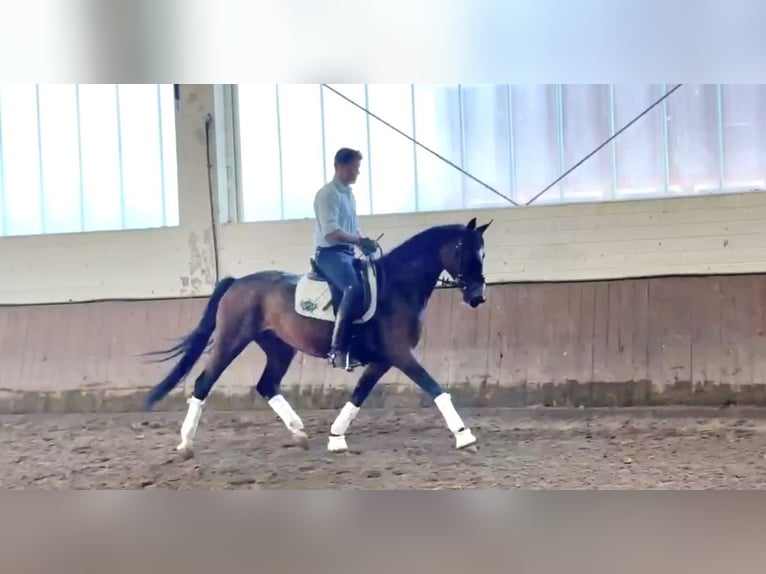 Koń oldenburski Klacz 5 lat 164 cm Ciemnogniada in Rosdorf