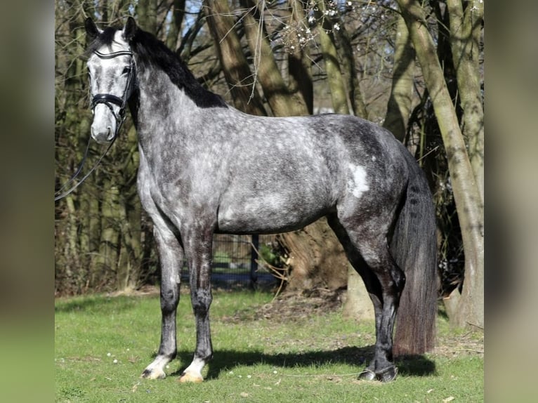 Koń oldenburski Klacz 5 lat 164 cm Siwa jabłkowita in Pulheim