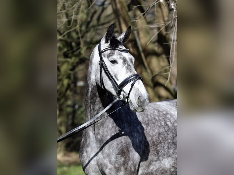 Koń oldenburski Klacz 5 lat 164 cm Siwa jabłkowita in Pulheim