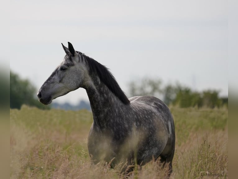 Koń oldenburski Klacz 5 lat 164 cm Siwa jabłkowita in Pulheim