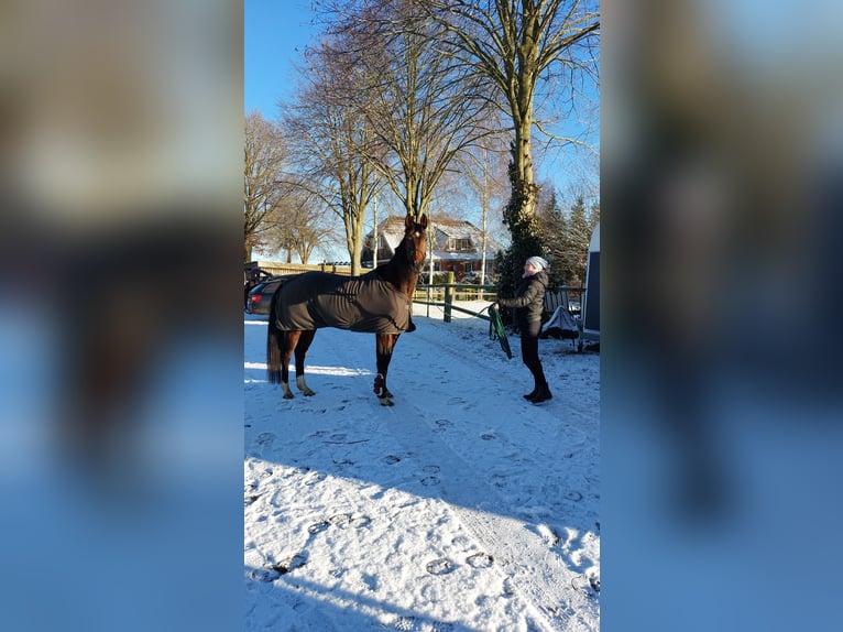 Koń oldenburski Klacz 5 lat 165 cm Ciemnogniada in Schwartow