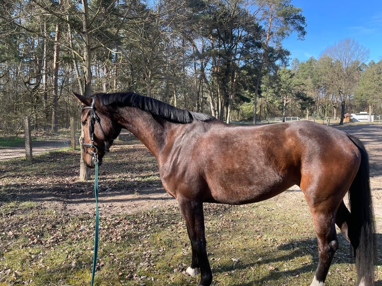 Koń oldenburski Klacz 5 lat 165 cm Ciemnogniada in Schwartow