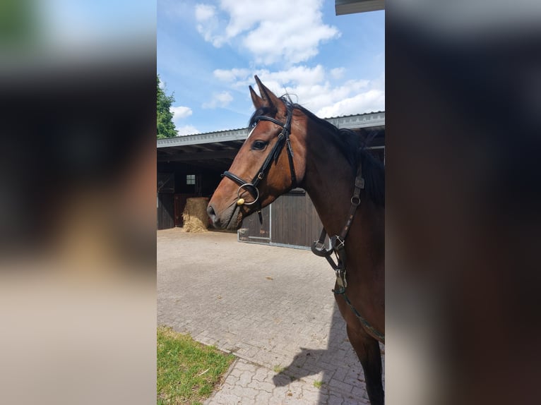 Koń oldenburski Klacz 5 lat 165 cm Ciemnogniada in Schwartow