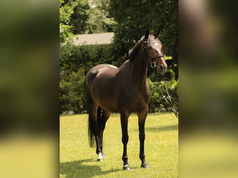 Koń oldenburski Klacz 5 lat 165 cm Ciemnogniada in Großbeeren