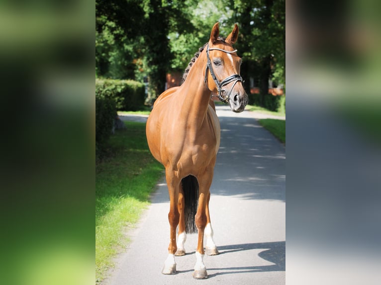 Koń oldenburski Klacz 5 lat 165 cm Ciemnokasztanowata in Ennigerloh